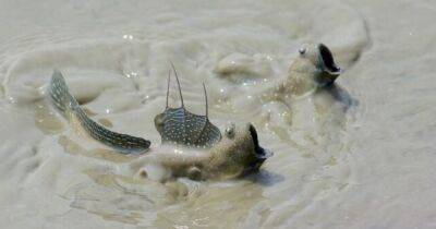 Подмигнула эволюции. Чудаковатая рыба с выпуклыми глазами поможет раскрыть секрет моргания - focus.ua - Украина