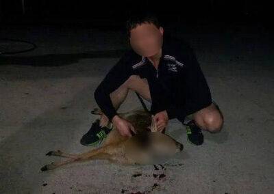 В Фергане появился очередной живодер. Мужчина выставил в соцсетях видео, как он убивает из ружья кошку и режет горло оленю - podrobno.uz - Узбекистан - Ташкент