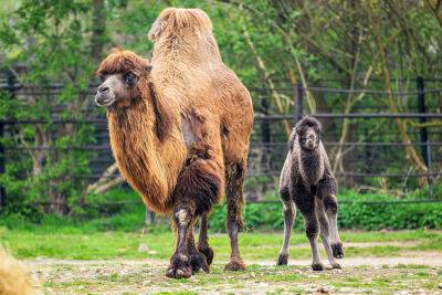 Пражский зоопарк показал фотографии новорожденного верблюжонка - vinegret.cz - Чехия
