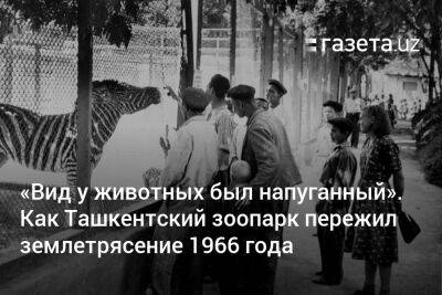 «Вид у животных был напуганный». Как Ташкентский зоопарк пережил землетрясение 1966 года - gazeta.uz - Узбекистан