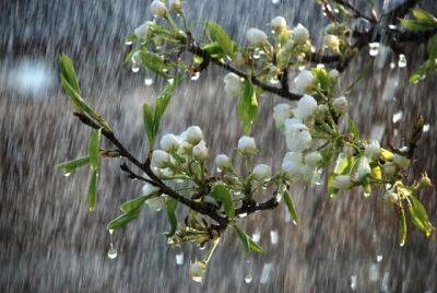 Погода в Украине до конца недели – 27 апреля ожидаются заморозки и порывы ветра, потеплеет 1 мая – прогноз погоды - apostrophe.ua - Украина