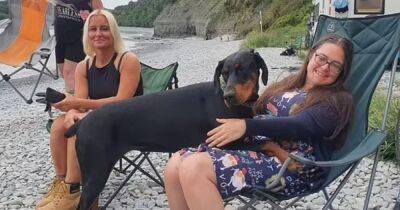 "Шанс один на 22 миллиона": собака спасла тяжело больную женщину (фото) - focus.ua - Украина - Англия