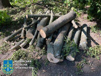 На Харьковщине «черные лесорубы» с Полтавщины нарубили деревьев на 120 тыс грн - objectiv.tv - Харьков - Полтавская обл. - район Богодуховский