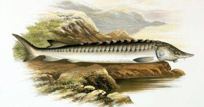 Делили Землю с динозаврами. Найдена окаменелость осетра возрастом 66 миллионов лет - focus.ua - Китай - Украина - Англия - Марокко