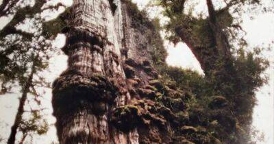 "Прадед" Земли. Кипарис в Чили вскоре может побить рекорд самого старого дерева в мире (видео) - focus.ua - США - Украина - Австралия - шт. Калифорния - Чили - Сантьяго