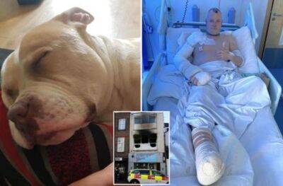 Слез не удержать: пес-герой трагически погиб, спасая своего хозяина от "ада" - akcenty.com.ua - Украина