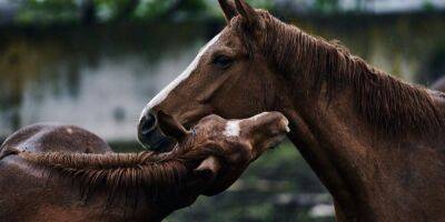 Влада Либеров - Константин Либер - «Несколько лошадей уже умерло». Фотографы Либеровы показали, как проходила эвакуация животных с фермы в Авдеевке - nv.ua - Украина