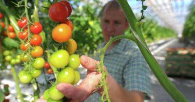 Безопасность на огороде. Что советует кардиолог при работе на своем участке - focus.ua - Украина