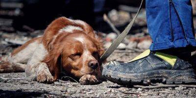 Ян Доброносов - Уснул прямо на завалах. Фото пса-спасателя, искавшего людей в Умани, стало вирусным в соцсетях - nv.ua - Украина