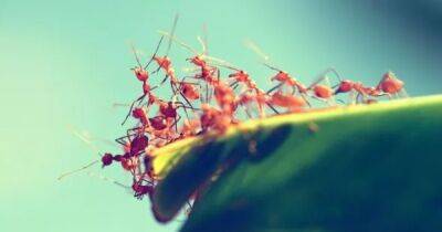 Друзья навек. Эволюционная связь между муравьями и растениями длится уже 60 миллионов лет - focus.ua - Украина - Антарктида