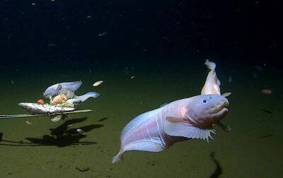Исследователи зафиксировали самую глубоководную рыбу в мире - korrespondent.net - Украина - Австралия - Япония - Мексика - Новая Зеландия
