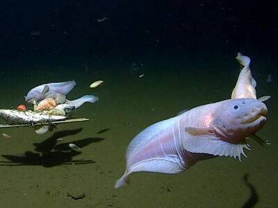 Ученые обнаружили самую глубоководную рыбу. Как она выглядит. Видео - gordonua.com - Украина - Япония