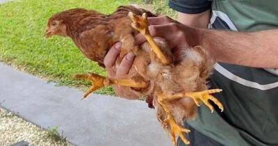 В Австралии появился на свет необычный цыпленок с четырьмя лапами (фото) - focus.ua - Украина - Англия - Австралия - Голландия