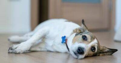 Внимание на хвост и уши. Ученые назвали признаки того, что ваша собака страдает от боли - focus.ua - Украина - Турция - Анкара