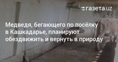 Медведя, бегающего по посёлку в Кашкадарье, планируют обездвижить и вернуть в природу - gazeta.uz - Узбекистан