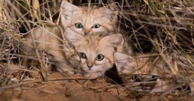 Большие сюрпризы крошечных котиков: невиданное поведение барханных кошек - focus.ua - Украина - Марокко - Рабат