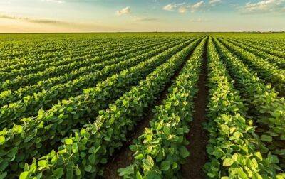 В Украине разрешат выращивать ГМО-культуры - что это даст - korrespondent.net - Украина - Запрет