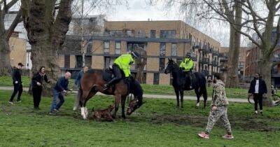 Разнимали прохожие: собака напала на лошадь конной полиции посреди улицы в Лондоне (видео) - focus.ua - Украина - Англия - Лондон - Великобритания