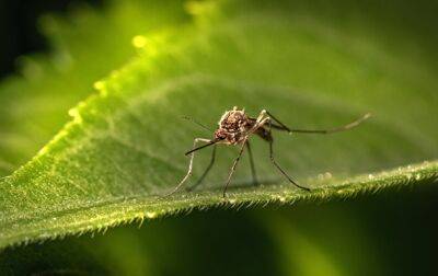 В Европе появился новый вид комаров, которые разносят опасные вирусы - ВОЗ - korrespondent.net - Россия - Украина - Киев - Вашингтон - Италия - Франция - Испания - Хорватия - Греция - Европа