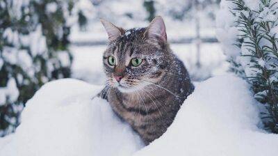 В Украине вскоре выпадет снег и вернутся ночные морозы - pravda.com.ua - Украина - Интерфакс