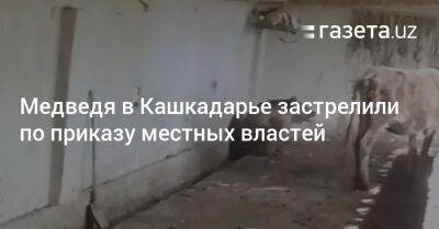 Медведя в Кашкадарье застрелили по приказу местных властей - gazeta.uz - Узбекистан