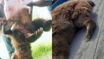 Причиной убийства медведя стало людское любопытство. Толпа, собравшаяся поглазеть на животное, спугнула его, вынудив двинуться на людей - podrobno.uz - Узбекистан - Ташкент