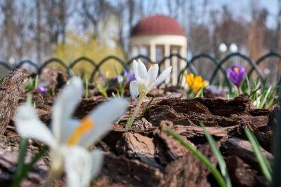 Звуки весны: прогулка по харьковскому Центральному парку после дождя (видео) - objectiv.tv