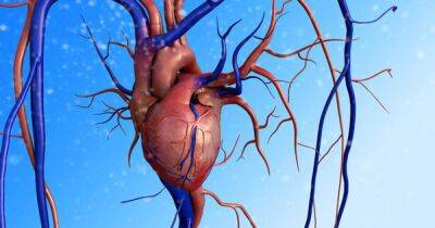Вырастить новое сердце. Созданные учеными органеллы дают надежду на лечение сердечных заболеваний - focus.ua - Украина