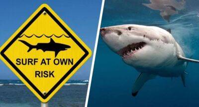 Леонардо Ди-Каприо - Пляж популярного острова Таиланда кишит акулами: туристам разрешили заходить в море только по колено - obzor.lt - Таиланд