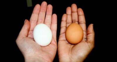 Какие яйца вкуснее — коричневые или белые. Ответ вас удивит - cxid.info