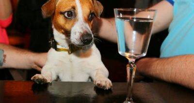 В Великобритании от алкоголизма впервые вылечили собаку - cxid.info - Англия