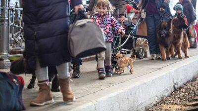 В Польше изменили правила ввоза домашних животных – что нужно знать украинцам - apostrophe.ua - Украина - Польша