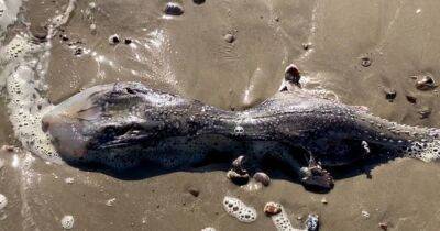 То ли медуза, то ли скат: в Британии на пляже нашли загадочное морское существо (фото) - focus.ua - Украина - Англия - Австралия - Египет - Находка - Великобритания