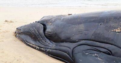 Проклятое место. Вдоль восточного побережья Америки массово погибают киты, ученые не знают почему - focus.ua - США - Украина - Нью-Йорк - шт.Флорида - шт. Массачусетс - штат Мэн