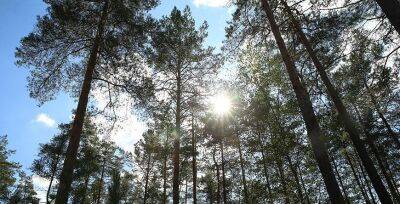 Во всех районах Гродненской области ограничено посещение лесов - grodnonews.by - Белоруссия
