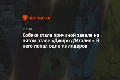 Собака стала причиной завала на пятом этапе «Джиро д’Италия». В него попал один из лидеров - championat.com - Норвегия - Бельгия - Италия