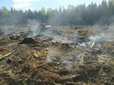 В Тверской области ликвидировали лесной пожар на площади 2 гектара - afanasy.biz - Россия - Тверская обл.