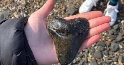 Подарок от самой большой акулы в мире. 12-летняя школьница нашла на пляже зуб возрастом 20 млн лет - focus.ua - Украина - Англия - Великобритания