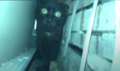 В Харькове, чтобы спасти кота, хозяева разбили стены на кухне (видео) - objectiv.tv - Харьков