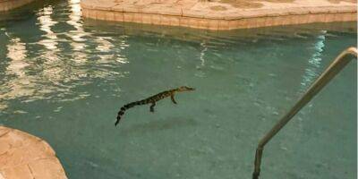 На удачу. В американском казино нашли крокодила, который плавал в бассейне — фото - nv.ua - Китай - Украина - Сингапур