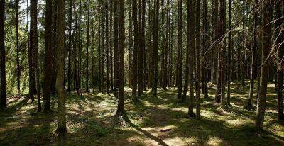 Во всех районах Гродненской области ограничено посещение лесов - grodnonews.by - Белоруссия