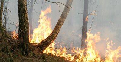 С начала года в регионе зарегистрировано 16 лесных пожаров. Главная причина – неосторожное обращение с огнем - grodnonews.by - Белоруссия - район Лидский