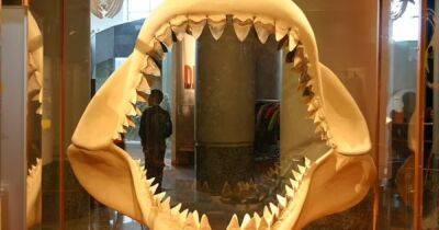 Находка через века: в Эссексе найден зуб доисторической акулы в возрасте 20 млн лет - focus.ua - США - Украина - Англия - Австралия - Марокко - Находка - Великобритания