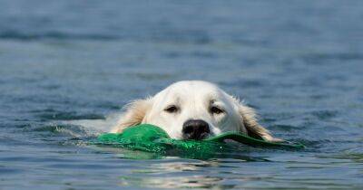 В США "подводные взрывы" страшно напугали плавающую собаку: это были ламантины (видео) - focus.ua - США - Украина - штат Алабама