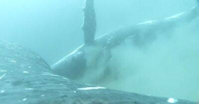 Глубоководное спа: ученые впервые засняли как моются горбатые киты (видео) - focus.ua - Украина - Австралия