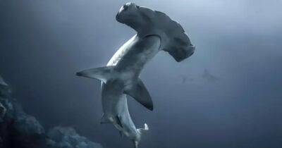 Ученые раскрыли секрет хладнокровия акул-молотов: проделывают трюк, чтобы согреться во время охоты - focus.ua - Украина