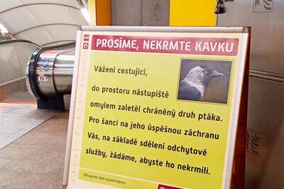 Пассажиров пражского метро попросили не кормить «пернатого зайца» - vinegret.cz - Чехия - Прага