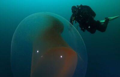 Норвежские ученые запечатлели удивительную находку на дне океана /видео/ - obzor.lt - Находка