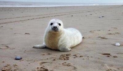 На латвийском побережье спасены уже три тюлененка - rus.delfi.lv - Эстония - Латвия