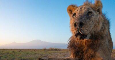 Роберт Марли - Лев - В Африке убили одного старейших львов в мире: раскрыта причина трагедии Лункиито - focus.ua - Украина - Кения